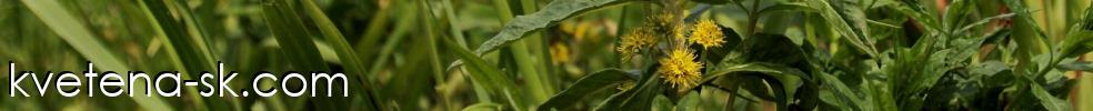 Kvetena-sk.com