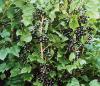 Ribes nigrum 'Ben Gairn' ® - ríbezľa čierna (KOHAPLANT)