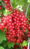 Ribes rubrum 'Tatran' - ríbezľa červená
