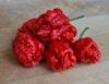 Capsicum chinenses 'Carolina Reaper' - chilli paprička