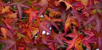 Tipy na mesiac november (PIXABAY)