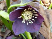 Helleborus