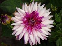 Dahlien (Dahlia)