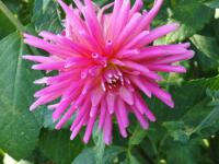 Dahlien (Dahlia)