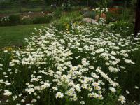 Kopretina irkutská (Leucanthemum ircutianum)