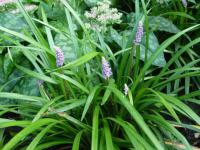 Liriope modřencová (Liriope muscari)