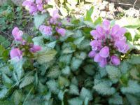 Hluchavka skvrnitá 'Pink Pewter' (Lamium maculatum)