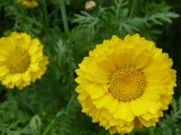 Zlateň věncová (Glebionis coronaria)