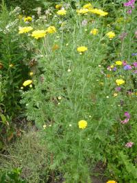 Zlateň věncová (Glebionis coronaria)