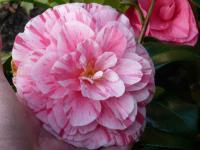 Kamélie japonská 'Lavinia Maggi' (Camellia japonica)