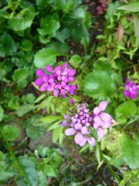 Iberka okoličnatá (Iberis umbellata)