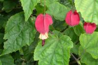 Callianthe (Callianthe megapotamica)