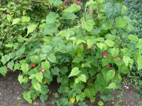Callianthe (Callianthe megapotamica)