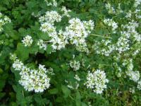 Origanum vulgare