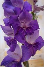 Mečík 'Rembrand' (Gladiolus)