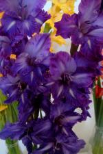 Mečík 'Tori' (Gladiolus)