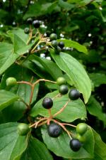Roter Hartriegel (Cornus sanguinea)