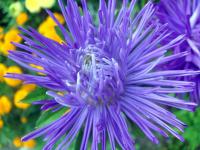 Astra čínská (Callistephus chinensis)