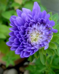 Astra čínská (Callistephus chinensis)