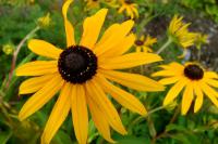 Třapatka missourijská (Rudbeckia missouriensis)