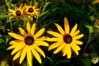 Rudbekie misourijská (Rudbeckia missouriensis)