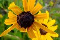 Třapatka missourijská (Rudbeckia missouriensis)