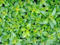 Origanum vulgare