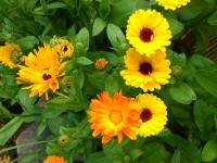 Calendula officinalis