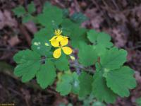 Chelidonium majus