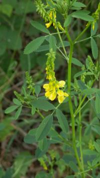 Melilotus officinalis