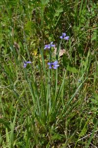 Sisyrinchium angustifolium