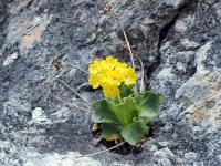 Prvosienka holá (Primula auricula)