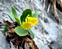 Prvosienka holá (Primula auricula)
