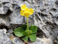 Prvosienka holá (Primula auricula)