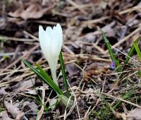 Šafran karpatský (Crocus heuffelianus)