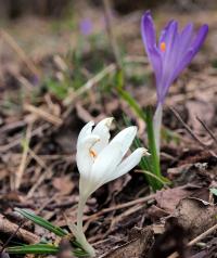 Šafran karpatský (Crocus heuffelianus)