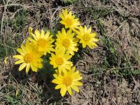Hlaváčik jarný (Adonis vernalis)
