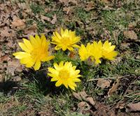 Hlaváčik jarný (Adonis vernalis)