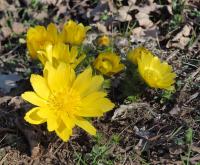 Hlaváčik jarný (Adonis vernalis)