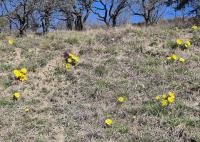 Hlaváčik jarný (Adonis vernalis)