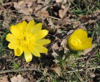 Hlaváčik jarný (Adonis vernalis)