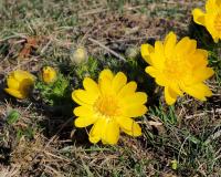Hlaváčik jarný (Adonis vernalis)