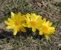 Hlaváčik jarný (Adonis vernalis)