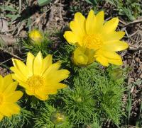 Hlaváčik jarný (Adonis vernalis)