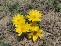 Hlaváčik jarný (Adonis vernalis)