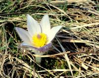 Poniklec slovenský (Pulsatilla slavica)