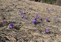 Poniklec slovenský (Pulsatilla slavica)