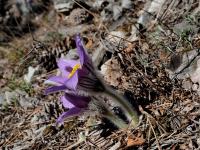 Poniklec slovenský (Pulsatilla slavica)