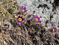 Poniklec slovenský (Pulsatilla slavica)