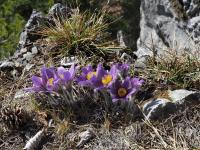 Poniklec slovenský (Pulsatilla slavica)